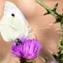 Großer Kohlweißling (Pieris brassicae)