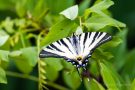 Segelfalter (Iphiclides podalirius)