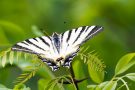 Segelfalter (Iphiclides podalirius)