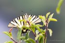 Segelfalter (Iphiclides podalirius)