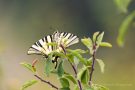 Segelfalter (Iphiclides podalirius)