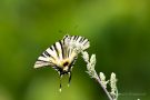 Segelfalter (Iphiclides podalirius)