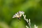 Segelfalter (Iphiclides podalirius)