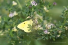 Hufeisenklee-Gelbling in Fußach oder Goldene Acht Fußach