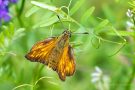 Komma-Dickkopffalter (Hesperia comma)