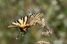 Segelfalter (Iphiclides podalirius)