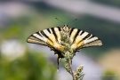 Segelfalter (Iphiclides podalirius)