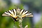 Segelfalter (Iphiclides podalirius)