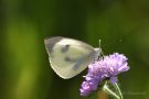 Weiblicher Großer Kohlweißling (Pieris brassicae)