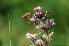 Landkärtchenfalter (Sommergeneration) (Araschnia levana f. prorsa)