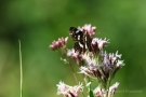 Landkärtchenfalter (Sommergeneration) (Araschnia levana f. prorsa)