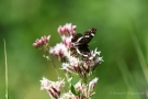 Landkärtchenfalter (Sommergeneration) (Araschnia levana f. prorsa)