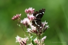 Landkärtchenfalter (Sommergeneration) (Araschnia levana f. prorsa)