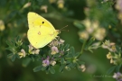 Hufeisenklee-Gelbling in Fußach oder Goldene Acht Fußach