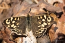 Waldbrettspiel (Pararge aegeria) im Nationalpark De Meinweg