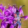 Blutströpfchen (Zygaenidae) auf einer Flockenblume