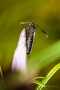 Geschlossener Lungenenzian (Gentiana pneumonanthe) mit Widderchen (Zygaenidae)