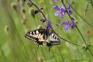 Schwalbenschwanz (Papilio machaon) an Wiesensalbei (Salvia pratensis)