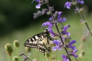 Schwalbenschwanz (Papilio machaon) an Wiesensalbei (Salvia pratensis)