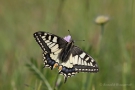 Schwalbenschwanz (Papilio machaon)