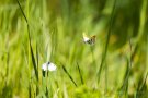 Balzende Aurorafalter (Anthocharis cardamines)