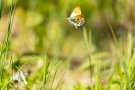 Balzende Aurorafalter (Anthocharis cardamines)