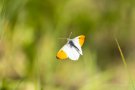 Aurorafalter-Männchen (Anthocharis cardamines) im Flug