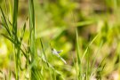 Aurorafalter-Weibchen (Anthocharis cardamines)