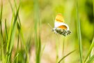 Aurorafalter-Männchen (Anthocharis cardamines) im Flug