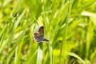 Hauhechel-Bläuling (Weibchen)  (Polyommatus icarus)