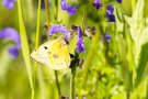 Postillon (Colias croceus) an Wiesensalbei