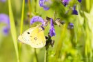 Postillon (Colias croceus) an Wiesensalbei