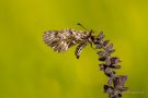 Osterluzeifalter (Zerynthia polyxena)