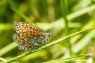 Randring-Perlmutterfalter (Boloria eunomia)