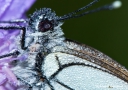 Baumweissling (Aporia crataegi)