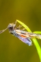 Turnendes Widderchen (Zygaenidae) auf Lungenenzian (Gentiana pneumonanthe)