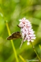 Wespe und Schmetterlinge (Brauner Waldvogel - Brauner Waldvogel - Aphantopus hyperantus)auf Schlangenknöterich