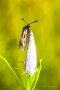 Widderchen (Zygaenidae) auf einer Lungenenzian-Blüte (Gentiana pneumonanthe)