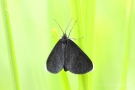 Schwarzspanner (Odezia atrata)