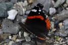 Admiral (Vanessa atalanta)