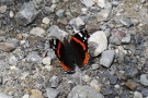 Admiral (Vanessa atalanta)