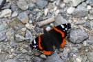 Admiral (Vanessa atalanta)