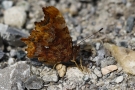 C-Falter (Polygonia c-album, Syn.: Nymphalis c-album)