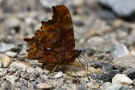 C-Falter (Polygonia c-album, Syn.: Nymphalis c-album)