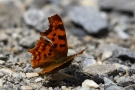 C-Falter (Polygonia c-album, Syn.: Nymphalis c-album)