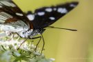 Blauschwarzer Eisvogel (Limenitis reducta)