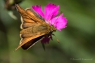 Braunkolbiger Braun-Dickkopffalter (Thymelicus sylvestris)