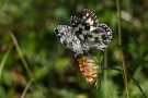 Schachbrettf-Falter (Melanargia galathea)