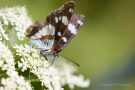 Blauschwarzer Eisvogel (Limenitis reducta)