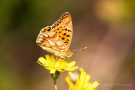 Kleiner Perlmuttfalter (Issoria lathonia)